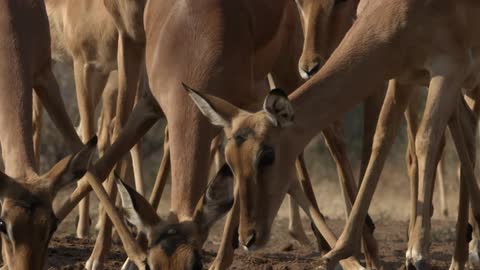Antelopes drink from a watering hole