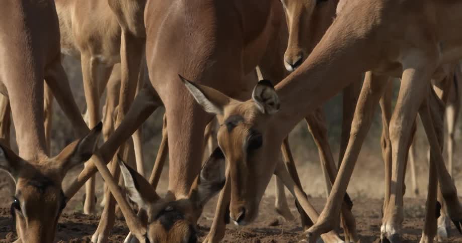 Antelopes drink from a watering hole