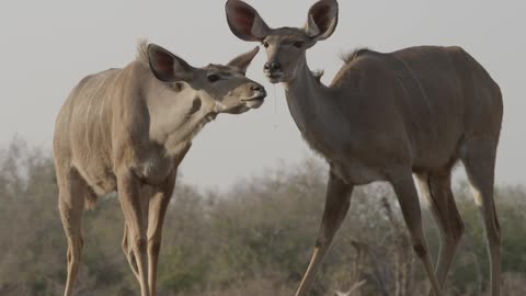 Animals gather for water and food