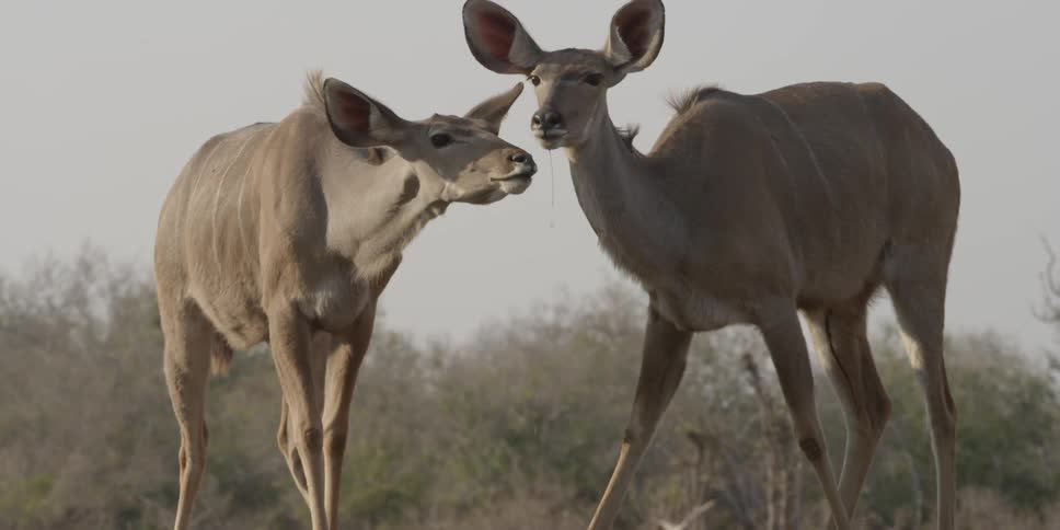 Animals gather for water and food