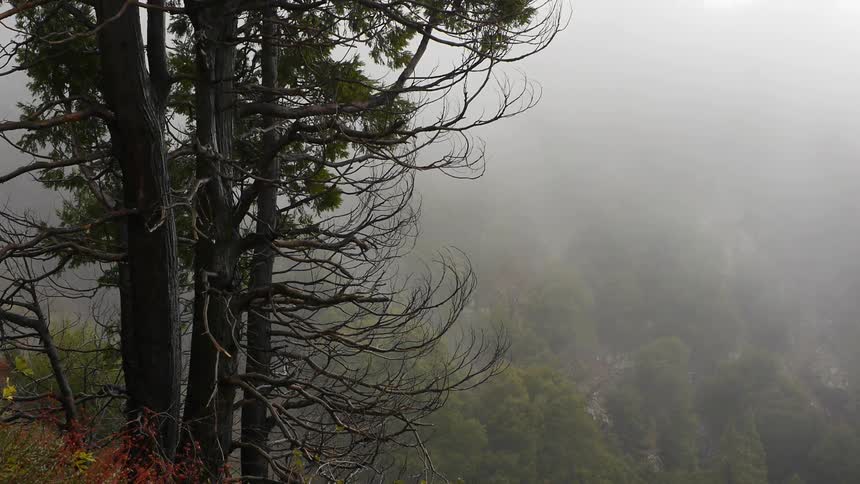 It rains in a forest