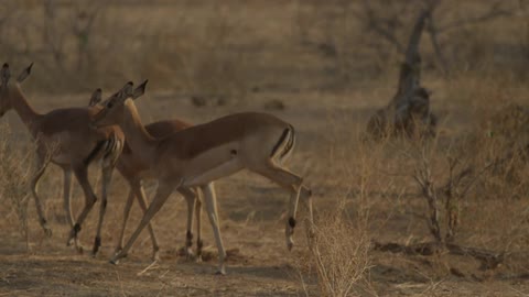 Deer run across a field
