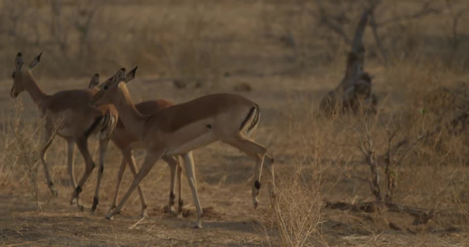 Deer run across a field