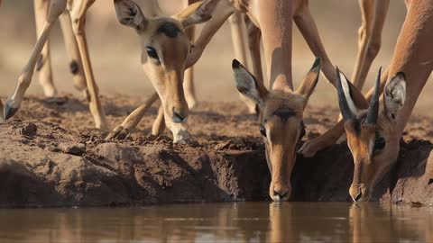 Antelopes drinking from a water hole