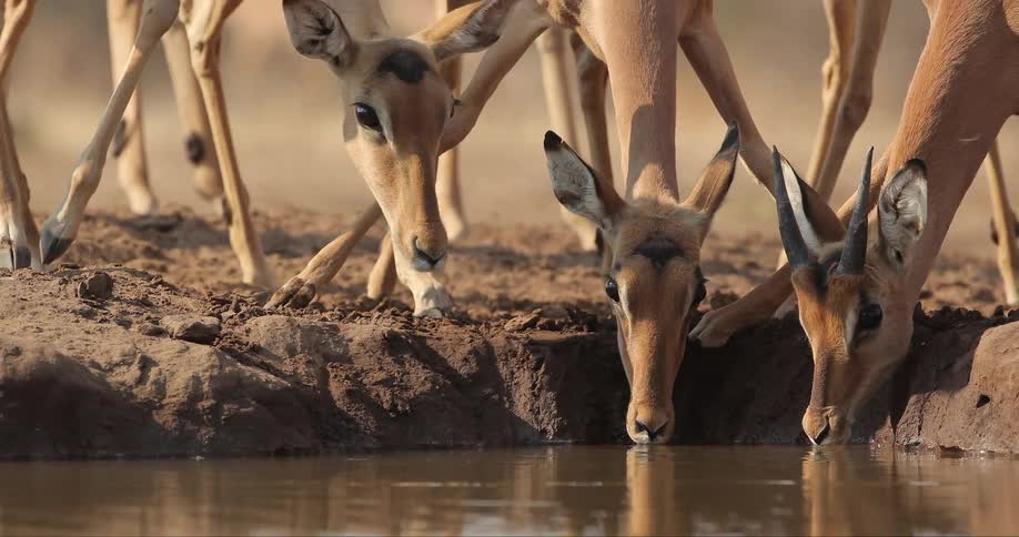 Antelopes drinking from a water hole