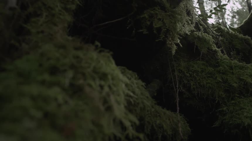 Moss grows in an ancient forest