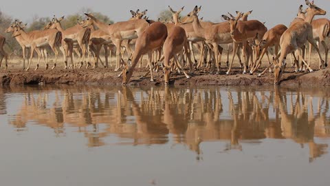 A herd of deer gather and drink