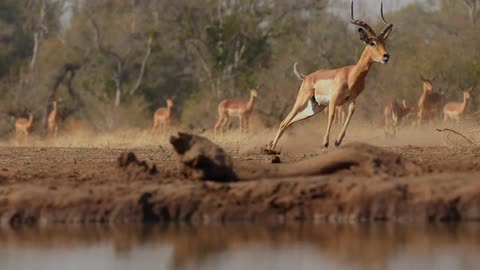 Three gazelles chasing each other