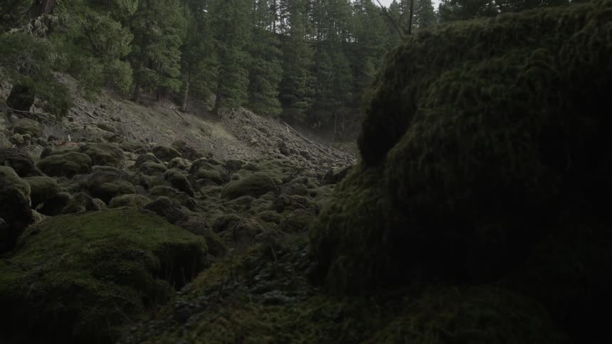 Rocks dot a plush green forest landscape