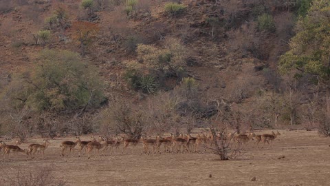 Herd of deer moving over grassland