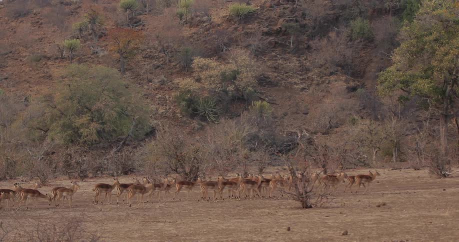 Herd of deer moving over grassland