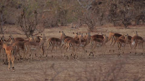 Herd of antelope walking slowly across an open field