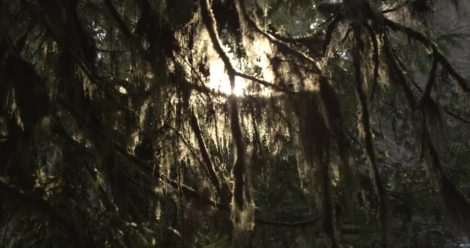 The sun peeks through branches of mossy trees in the forest