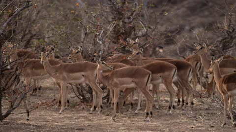 A herd of gazelles standing and milling about some barren bushes