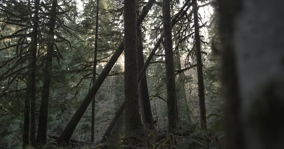 The sun shines through a forest
