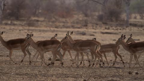 A group of antelopes walk in line on the savannah