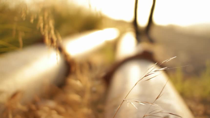 A person walks carefully on a pipe laying on the rural grass field