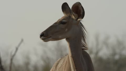 Deer licks its nose and scans the surroundings