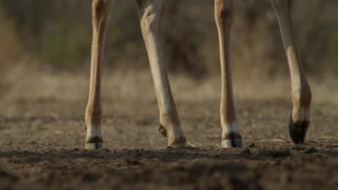 A deer is walking