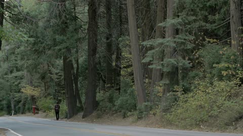 A man walks along a tree-lined road