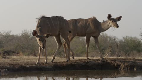 Two african animals are next to a watering hole