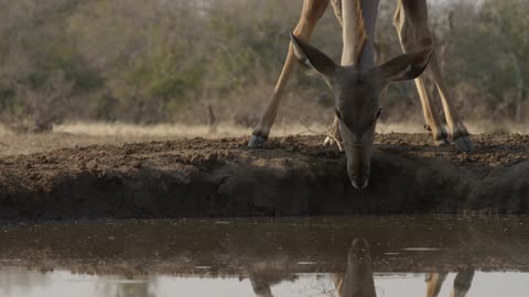 Wildlife drink from a lake together