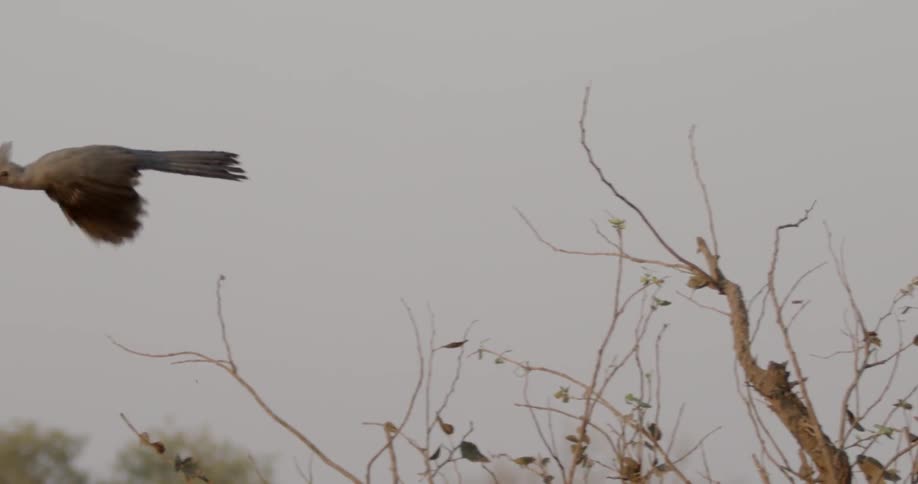 A bird flies from a bush
