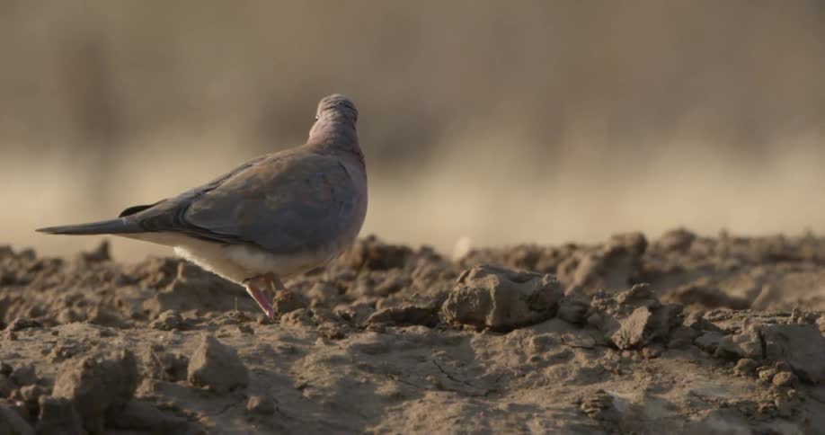 A bird walks in sand