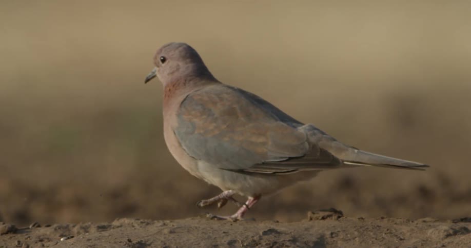 A bird walks on dirt