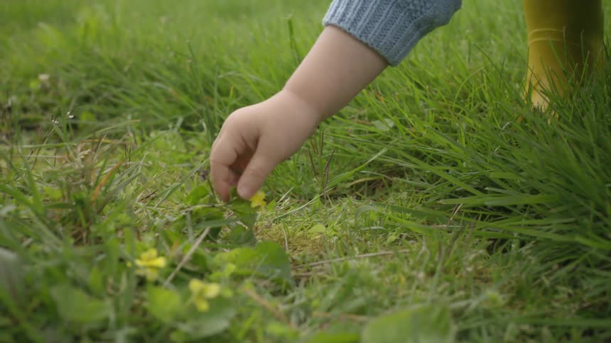 Toddler tries to pick a tiny yellow flower