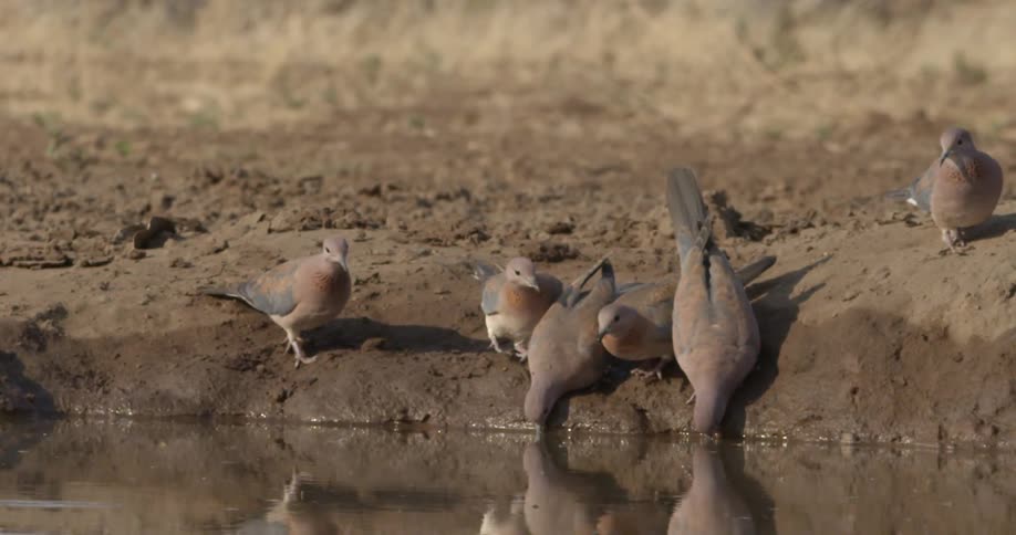 Pigeons drink water from a puddle