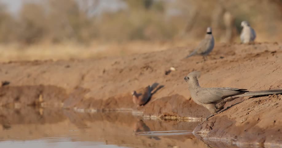 Birds drinking water from a body of water