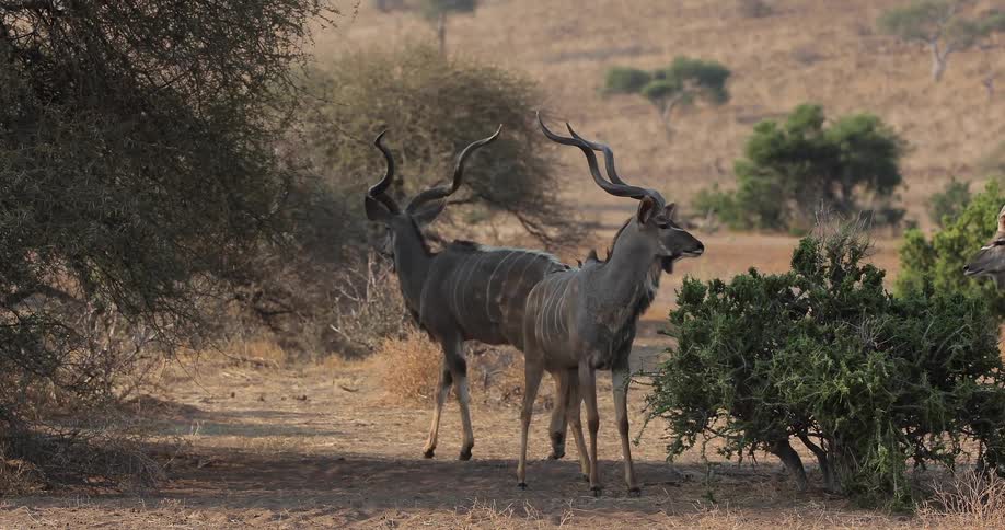 Antelopes walk in the plains