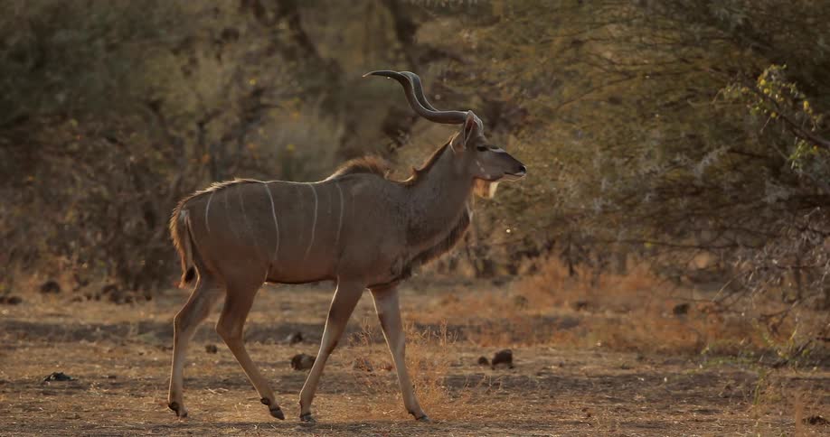 An antlered animal walks through an opening