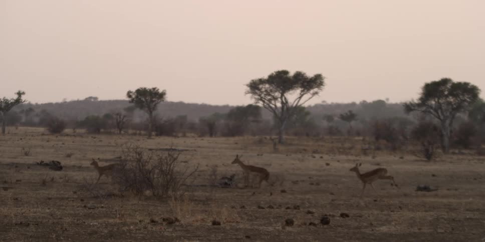 Antelopes run across the savannah